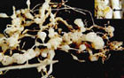 яйцевые мешки Meloidogyne spp. на поверхности молодых галл (корни огурца)